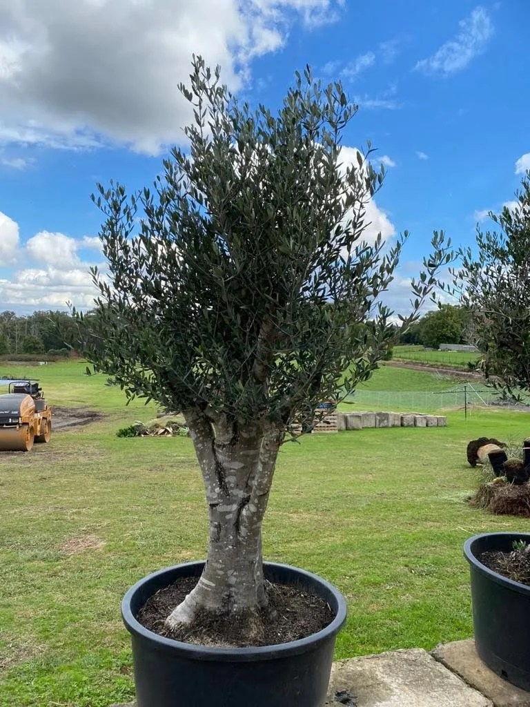 Olive Tree Designer Trees Australia