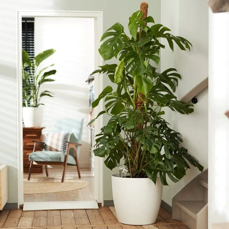 29 Beautiful Indoor Trees & Tropical House Plants To Grow in 2024