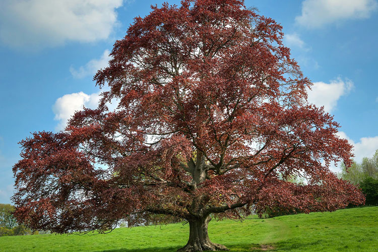 19 Beautiful Trees with Red Leaves (2023 Guide)