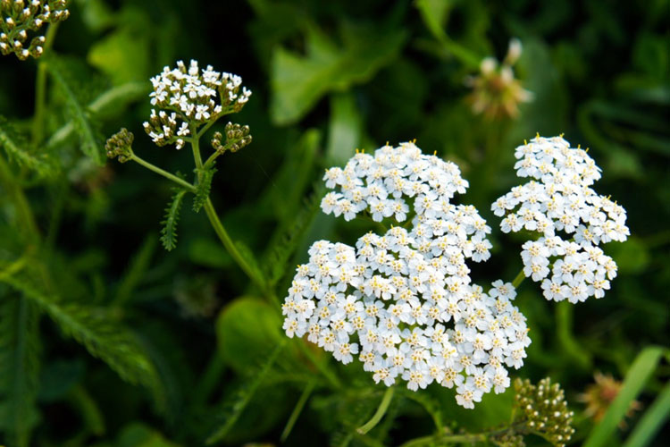 27 Weeds with White Flowers How To Identify & Remove in 2024