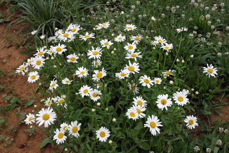 27 Weeds with White Flowers How To Identify & Remove in 2024