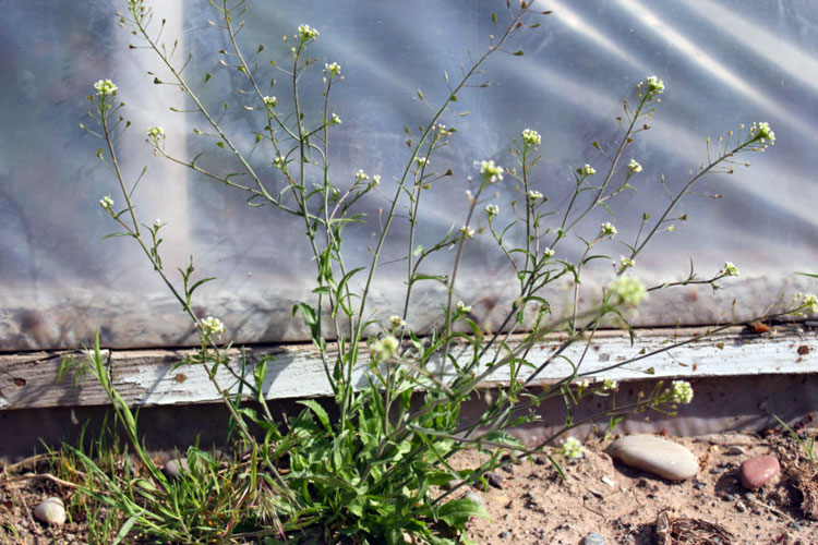 27 Weeds with White Flowers How To Identify & Remove in 2024