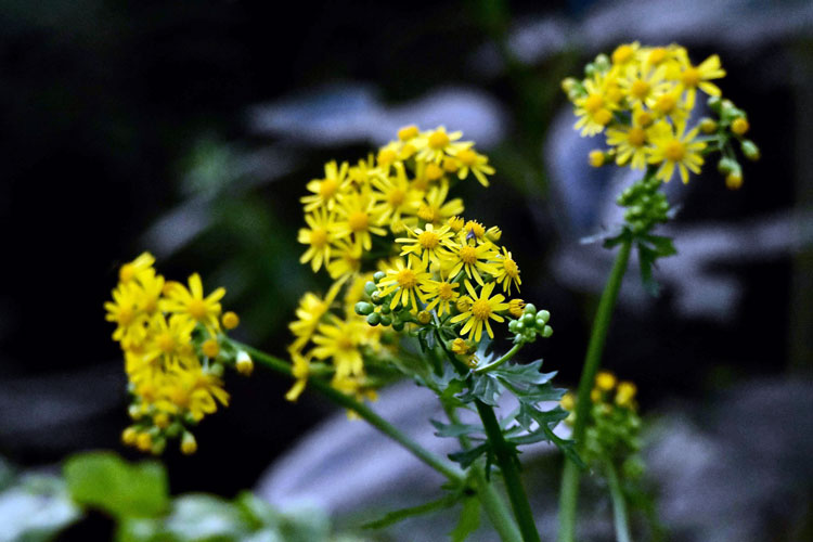 27 Weeds with Yellow Flowers (2022 Lawn Guide)