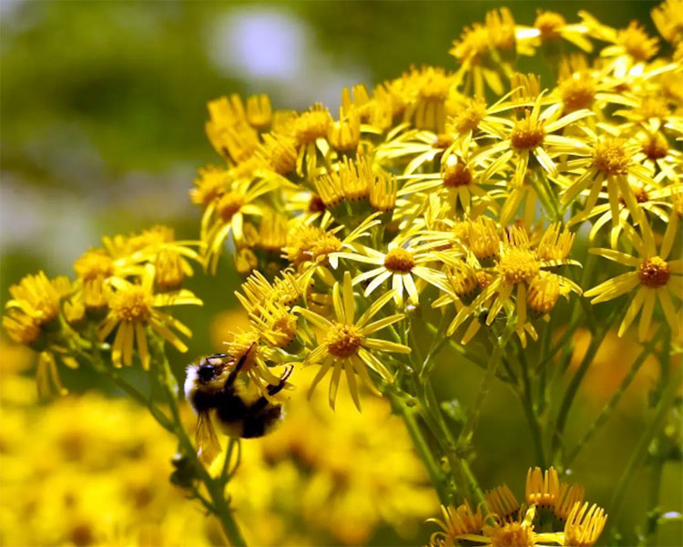 27 Weeds with Yellow Flowers (2023 Lawn Guide)