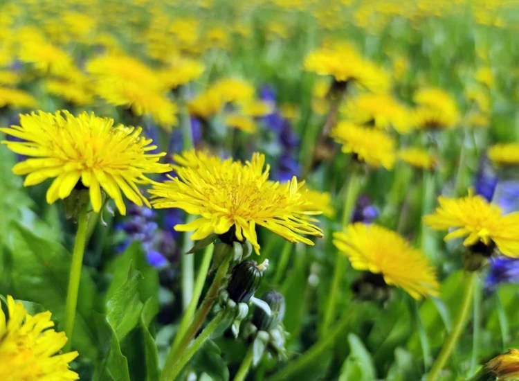 27 Weeds with Yellow Flowers (2023 Lawn Guide)