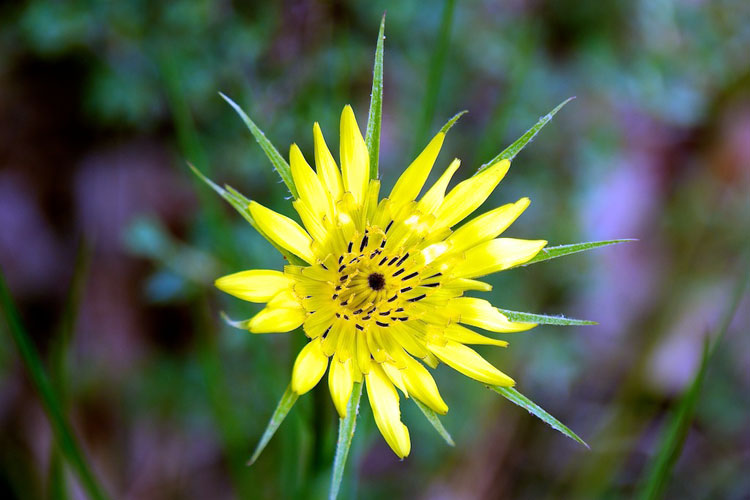 27 Weeds with Yellow Flowers (2023 Lawn Guide)