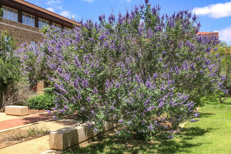 19 Beautiful Trees with Purple Flowers For A Colorful Landscape