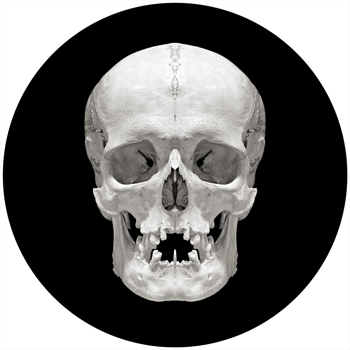 Are human skulls beautiful? David Orr uses mirrors to find Are human skulls beautiful? David Orr uses mirrors to find