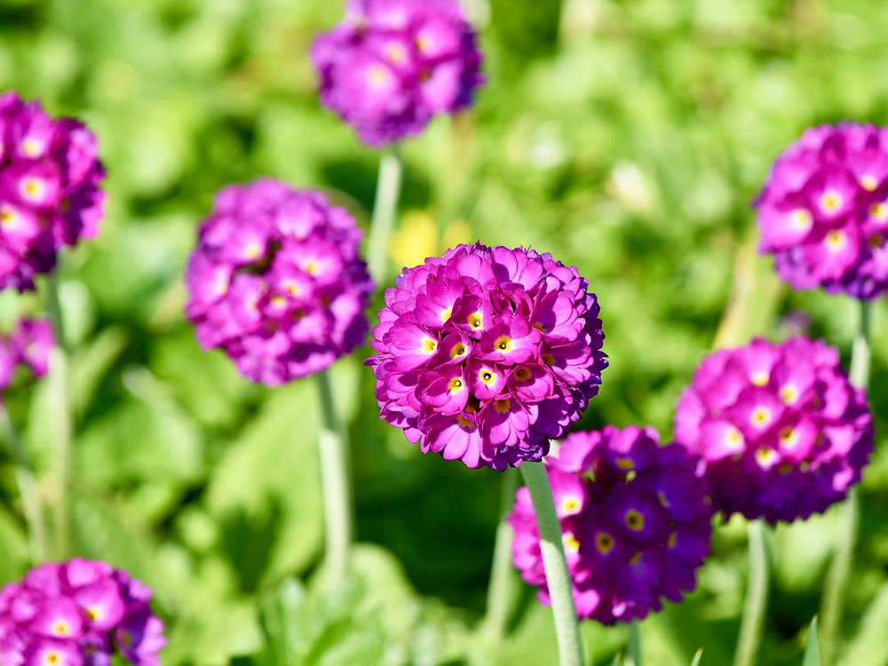 10 Flowering Plants That Thrive in New Jersey DesignNJ