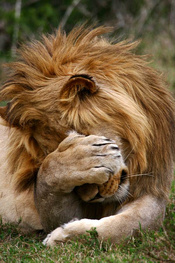 Lion Pictures