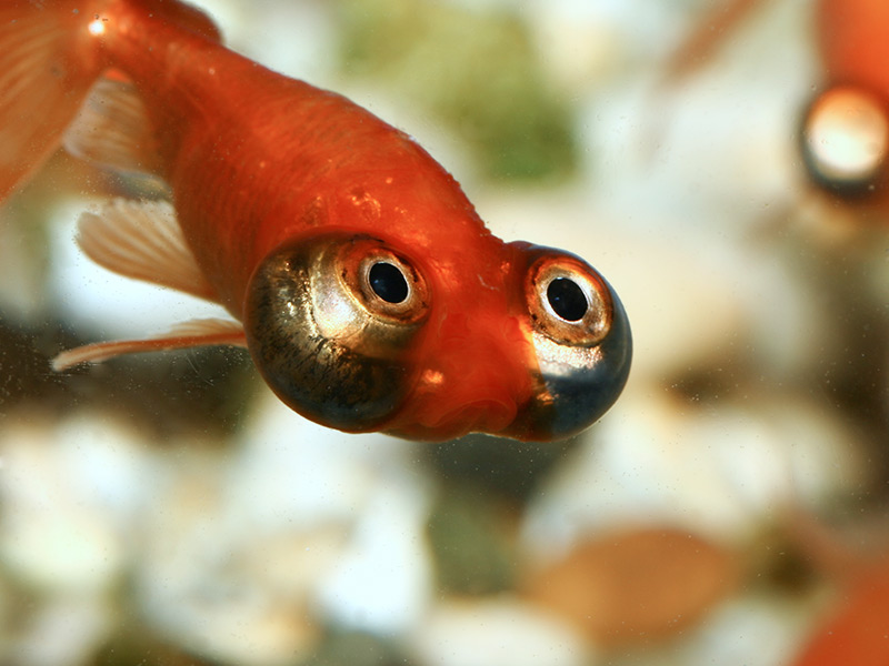 Desktop Goldfish