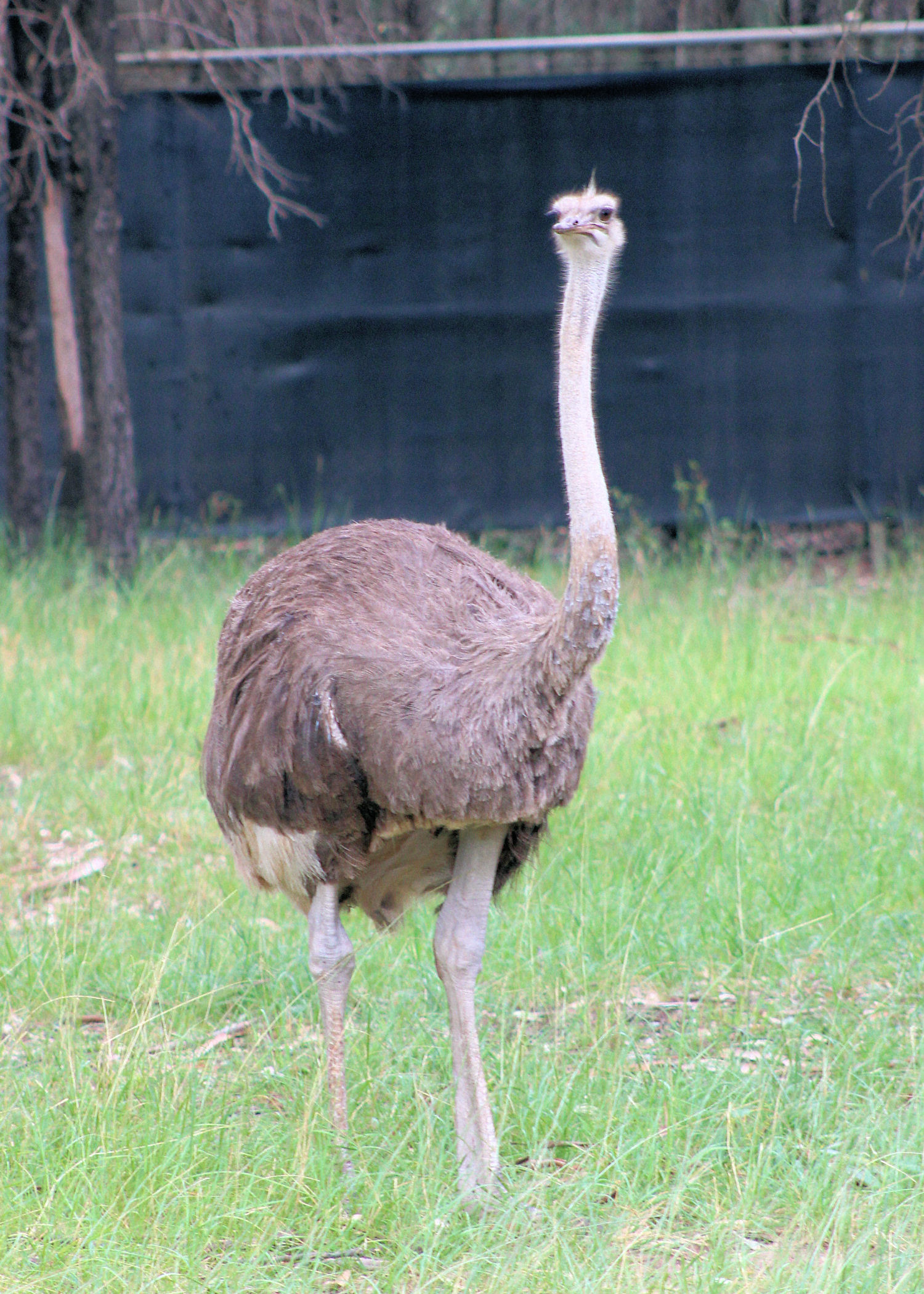 Ostrich Taronga Western Plains Zoo