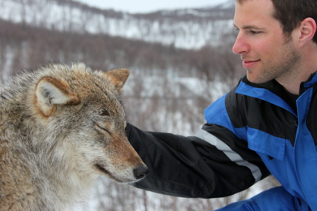 Norway's Wolf Lodge Offers an Up Close and Personal Wolf Experience
