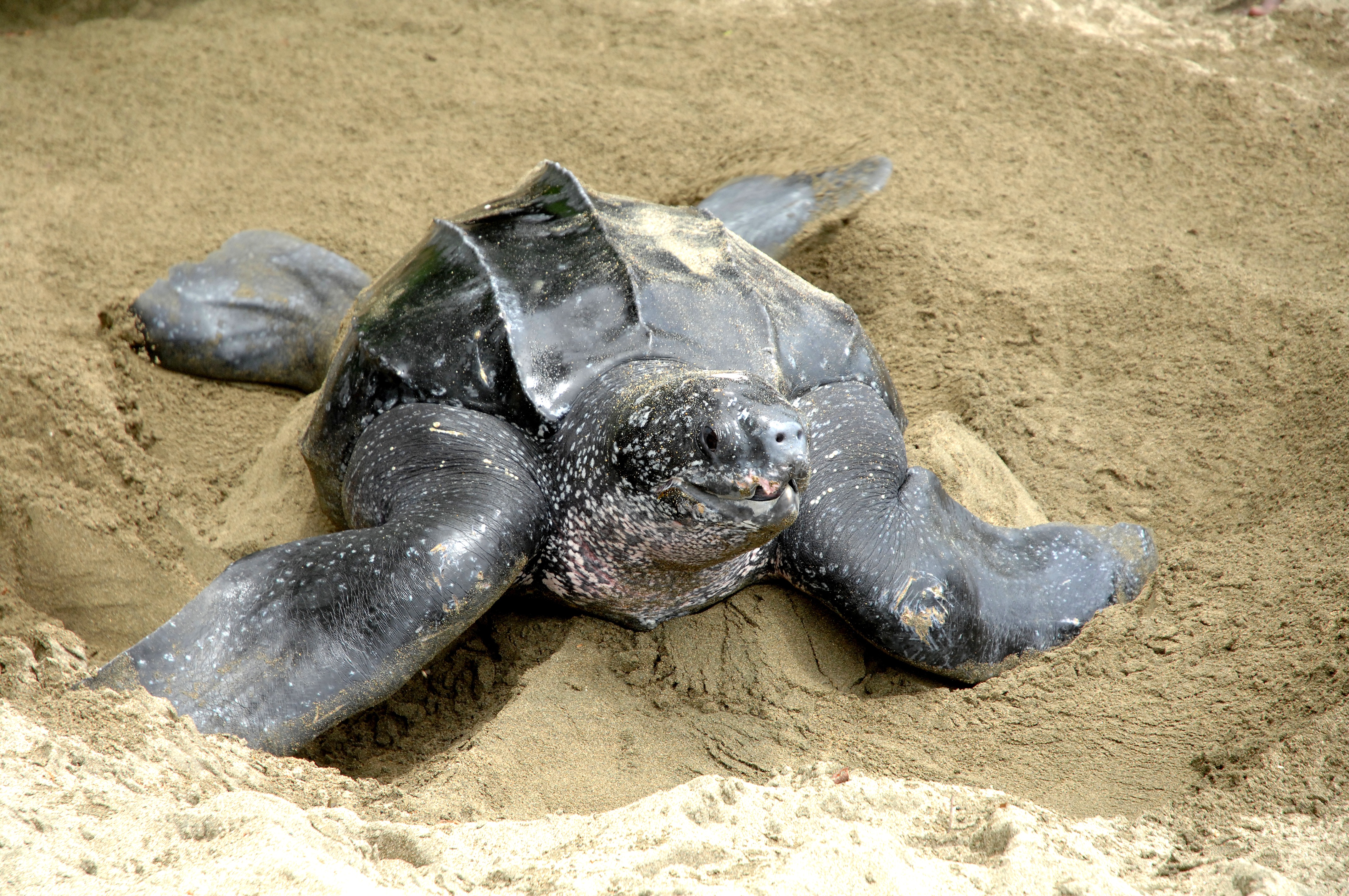 17 Interesting Facts any visitor should know about Trinidad and Tobago