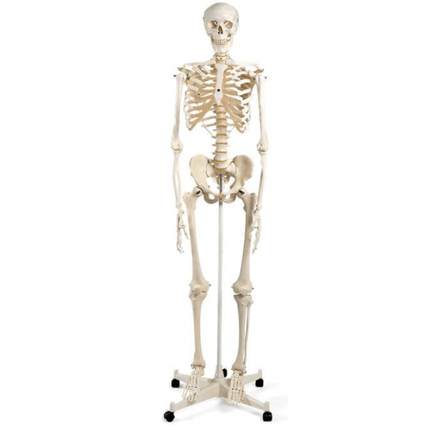 Squelette anatomique humain taille réelle 170cm Destockage