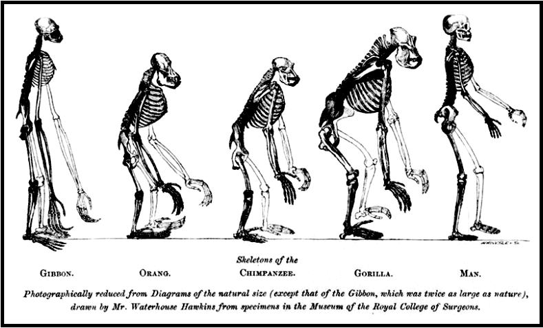 The Evolution of Early Man