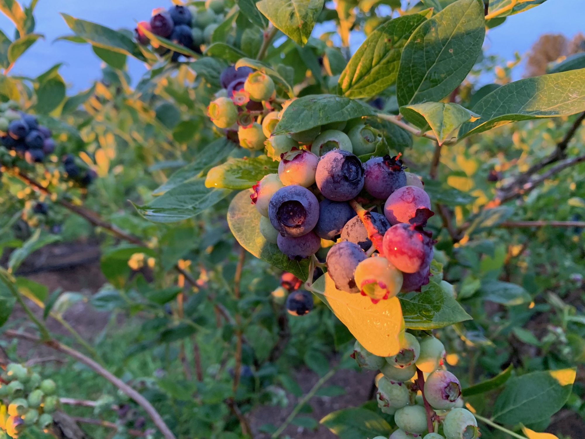 Detering Orchards Harrisburg, Oregon