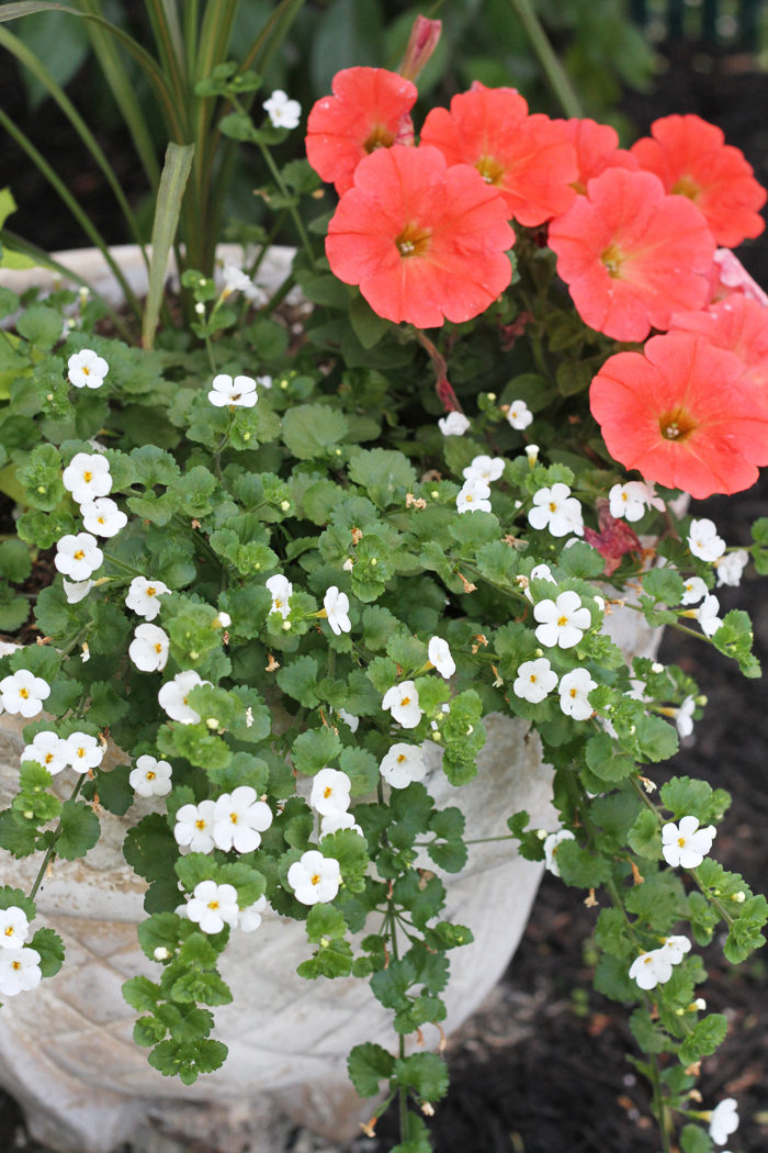 My June Garden Deuce Cities Henhouse