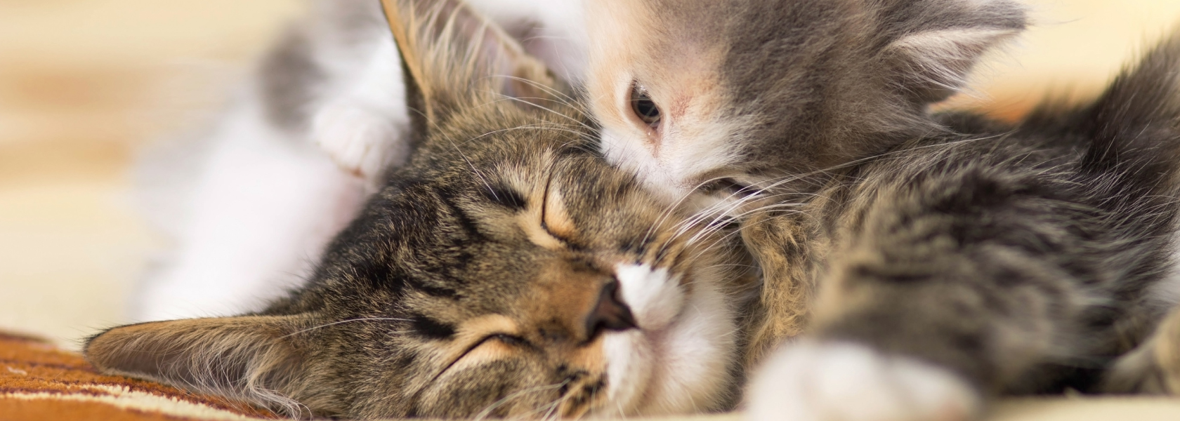 Home_en Tiernahrung Deuerer GmbH