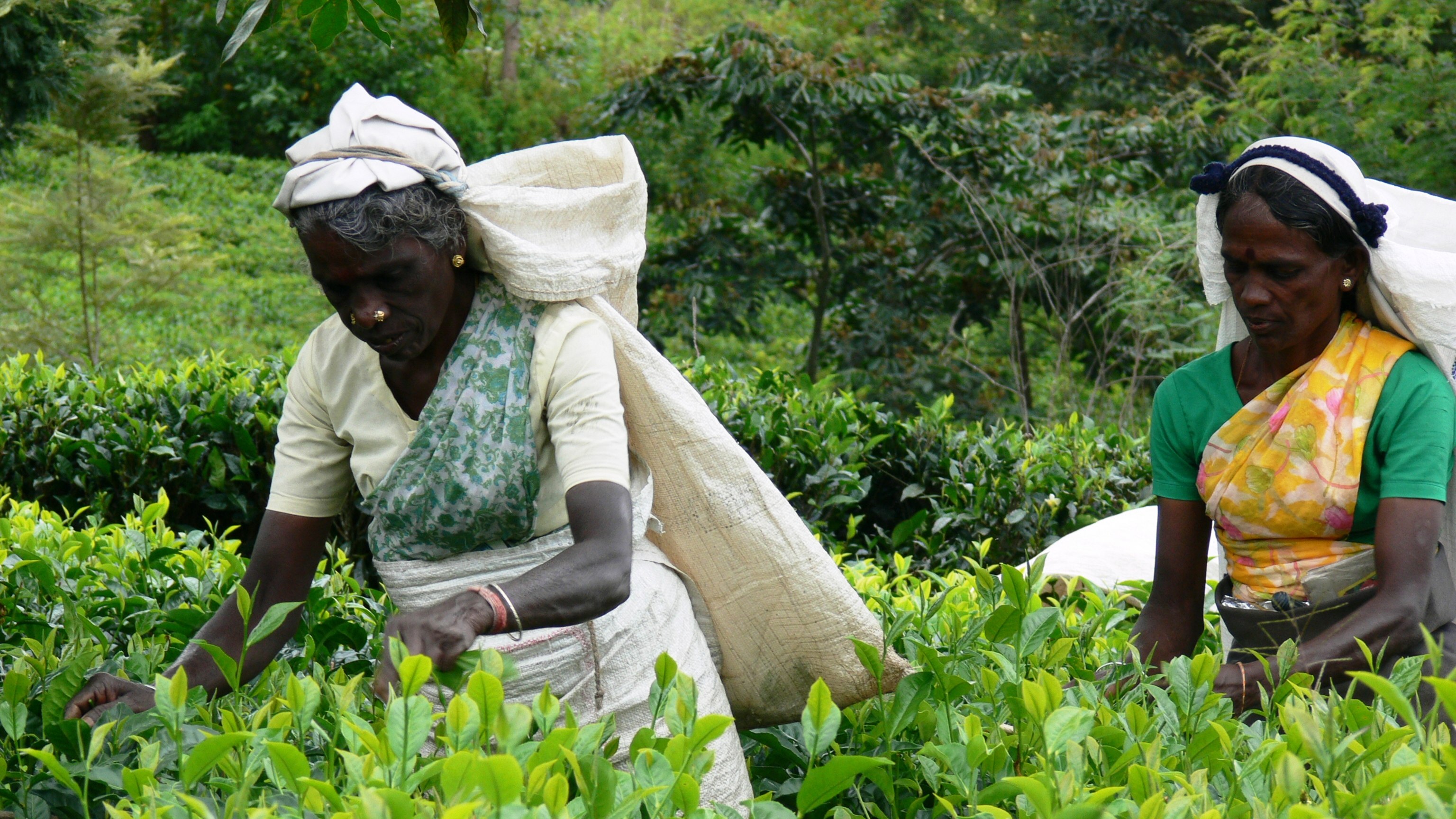 Slavery free Indian tea plantations accused of major labour abuse