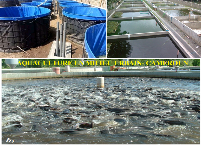 Réussir sa pisciculture urbaine au Cameroun DEVELOP GROUP