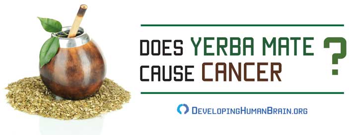 Yerba Mate for the Brain All You Need to Know