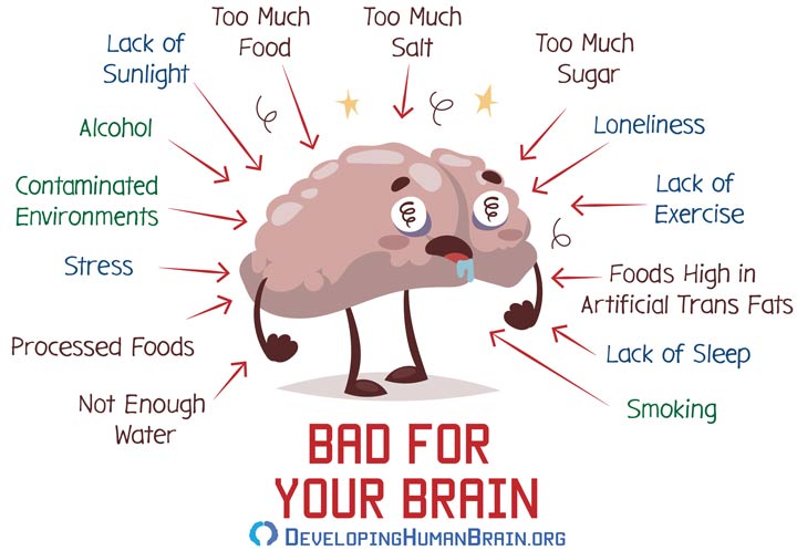 Your Brain Structure What is the Brain Made Of?