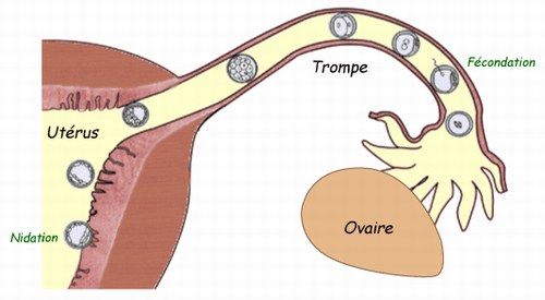 Les symptômes de la nidation chez la future maman Devenir Grand