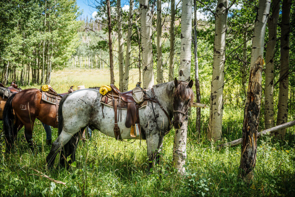 Horseback Riding in Colorado Mountains Devil's Thumb Ranch