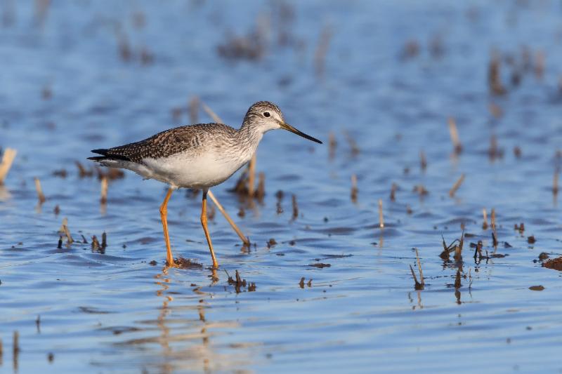 RICE FIELDS ARE FOR THE BIRDS Devine Intermodal