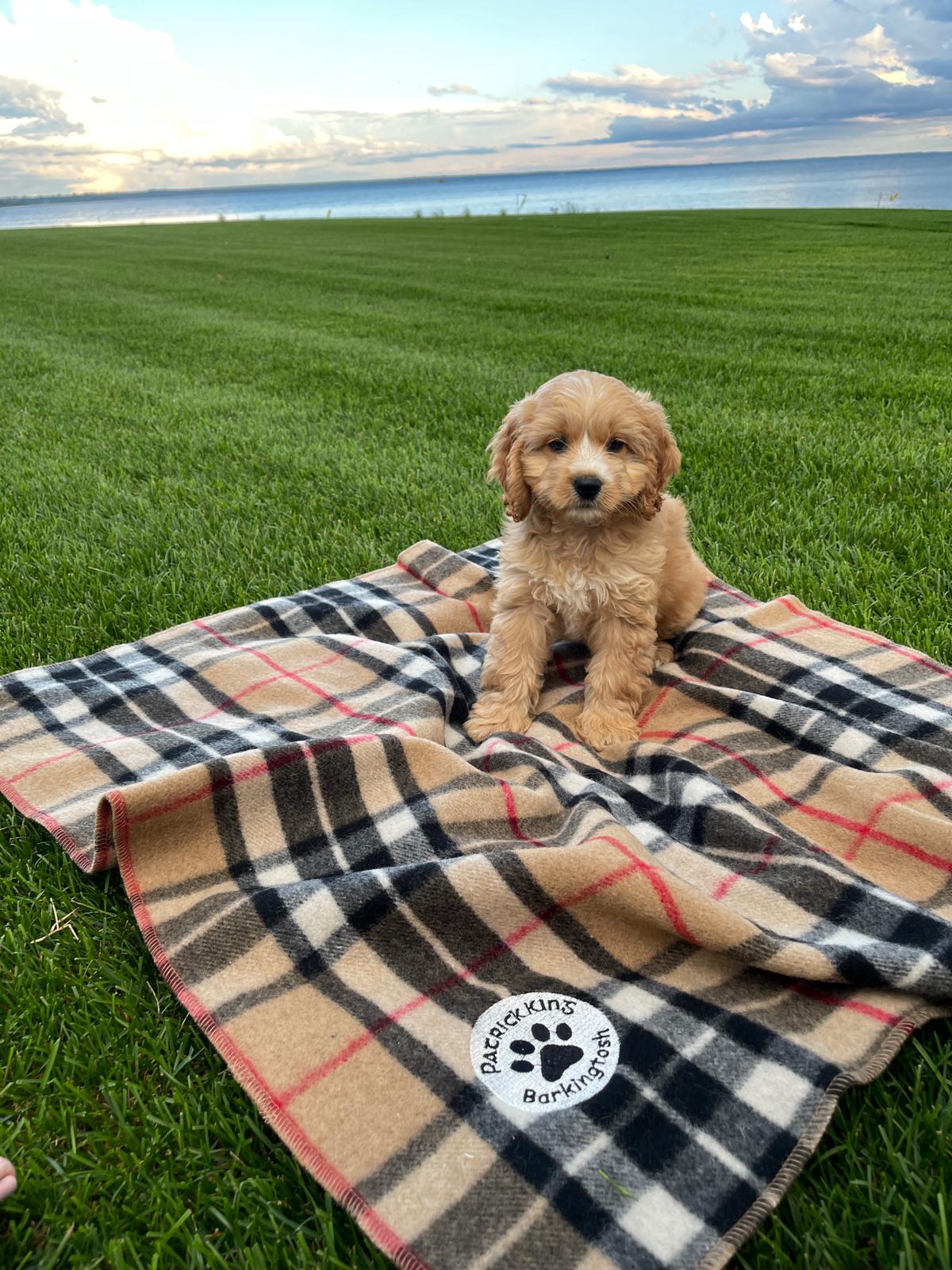 Dog Blankets plaid Devitt House