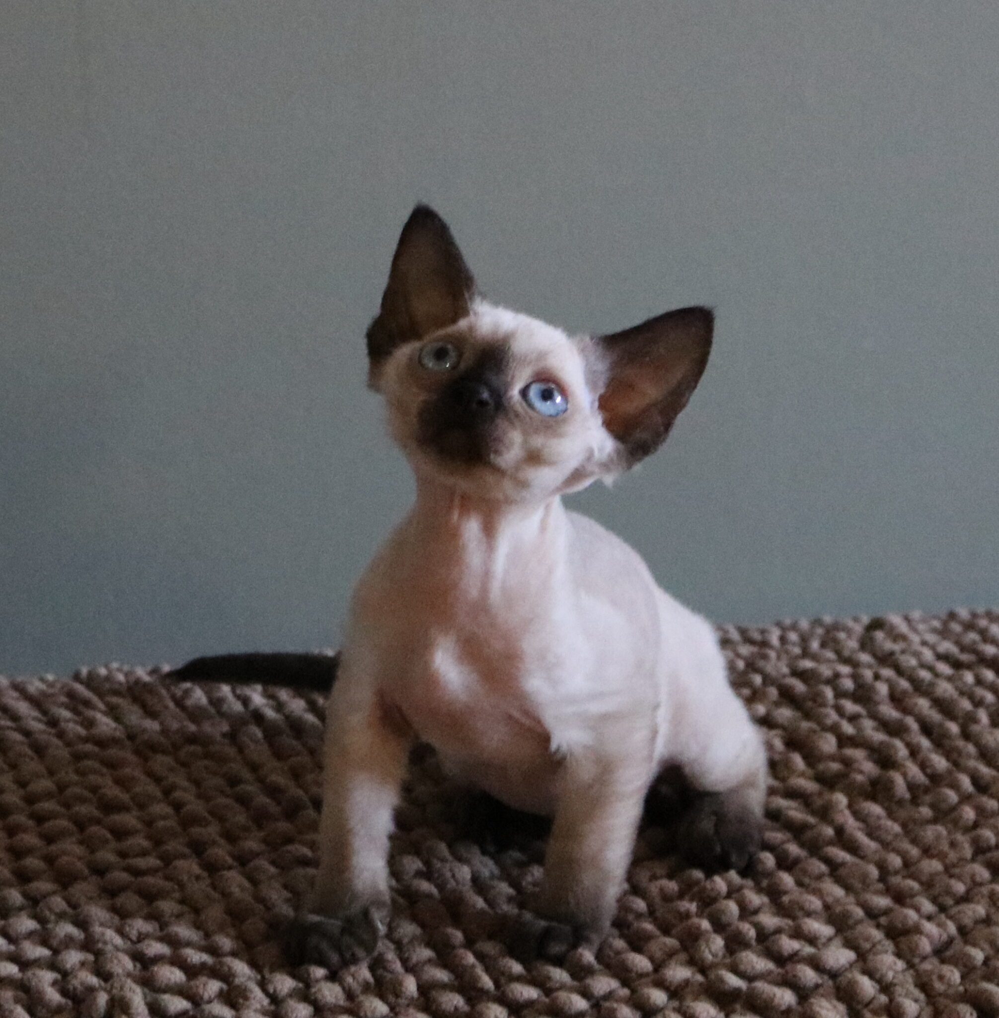 My Experience With Flat Chested Kitten Syndrome Devon Lair