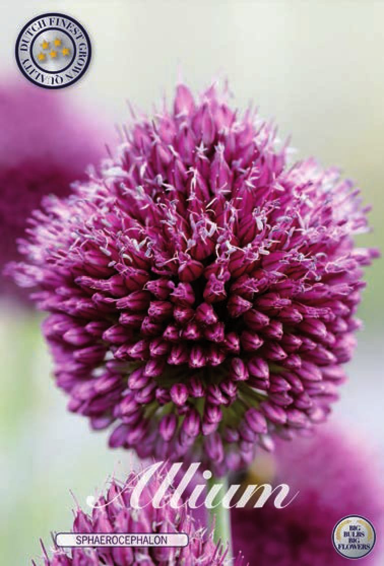 Allium Bullet Flower Sakura Tucson