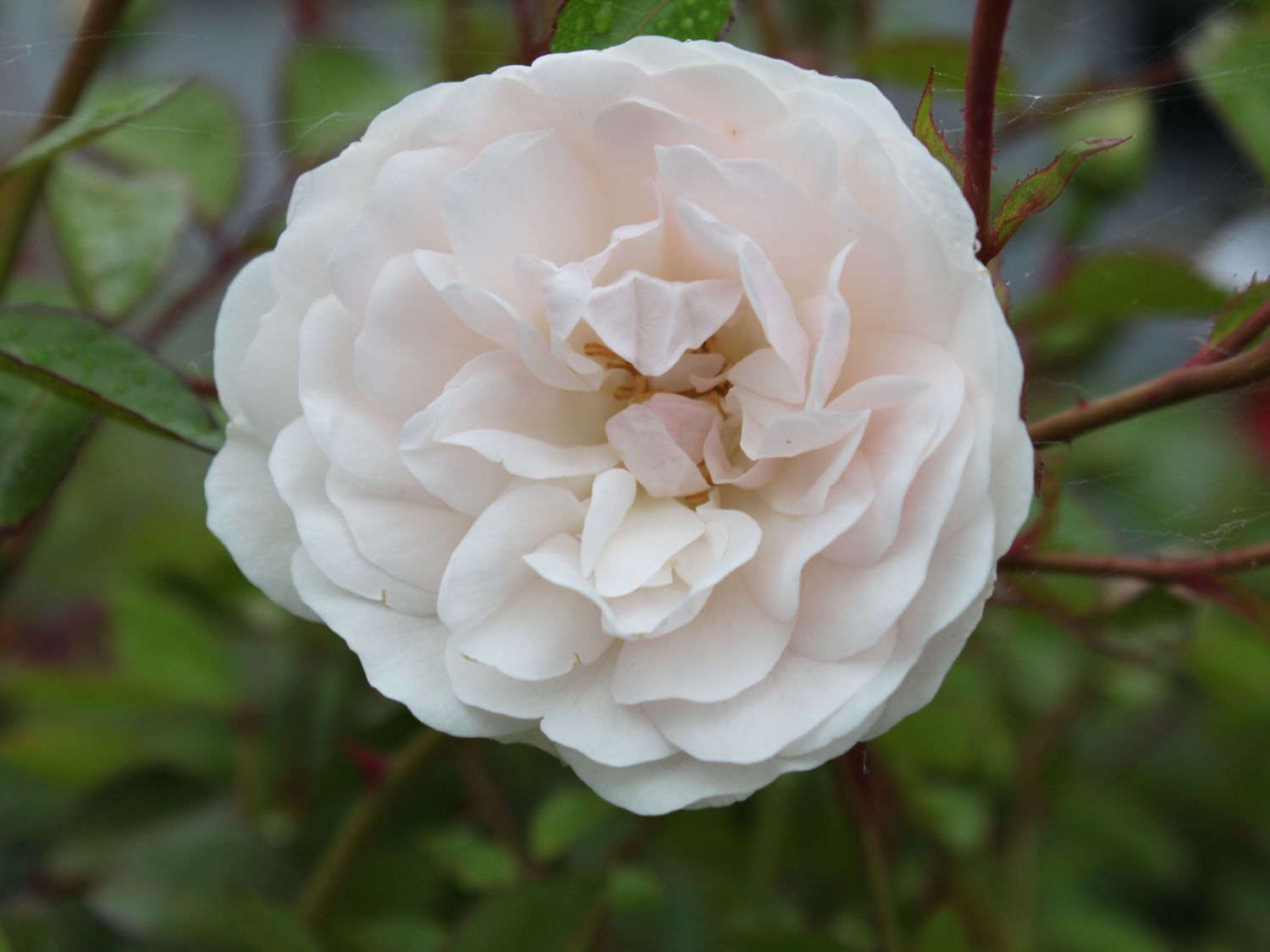 Web welke planten onder stamroos? Neem een pot met een gat erin. Swany stamroos 100 cm pot