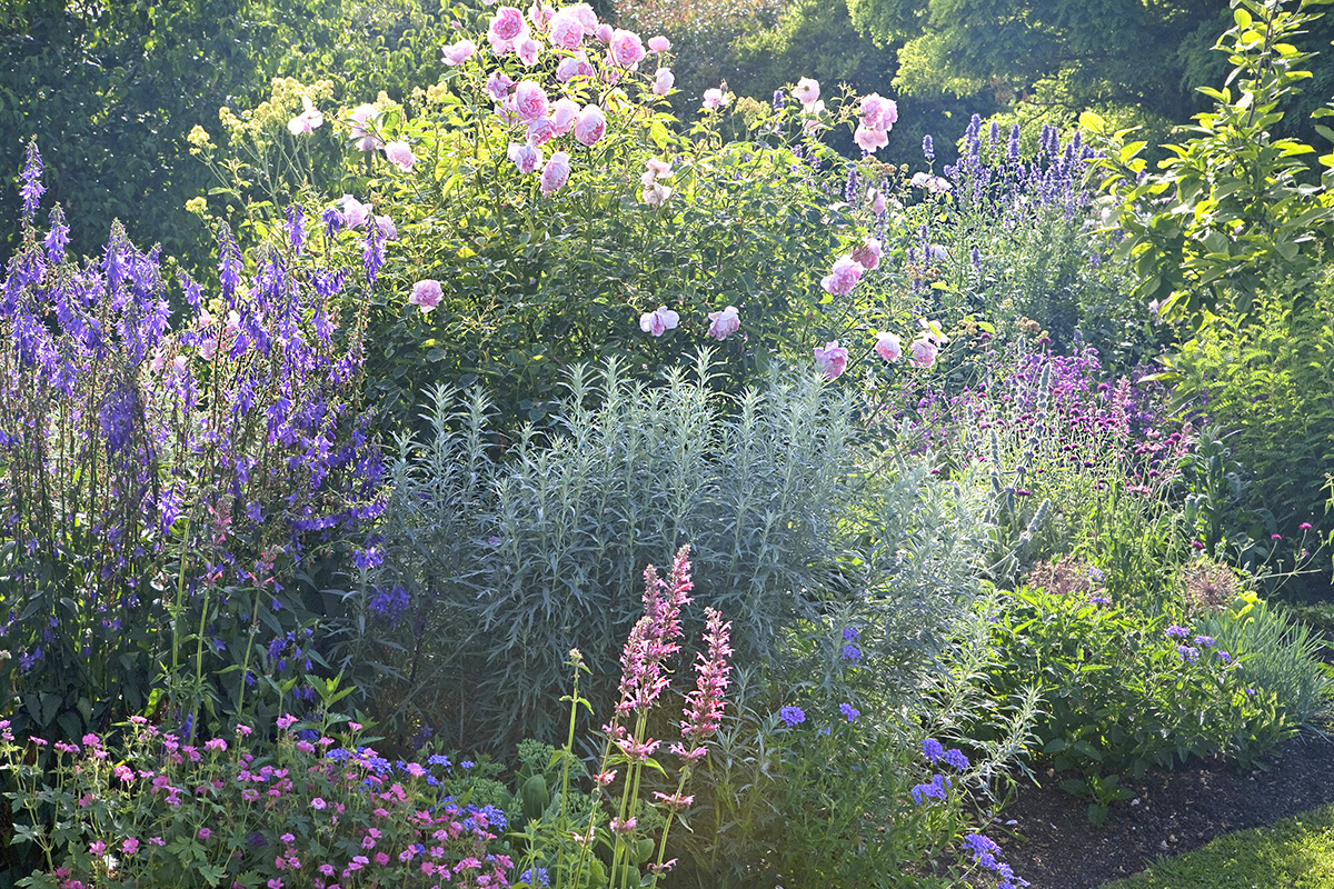 Engelse border in roze en violet
