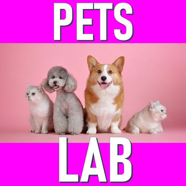 Start Your New Product Project (Pet) Dlab