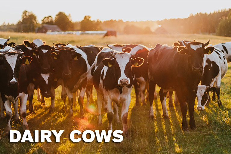 Climate Resilient Cattle Loans DFC