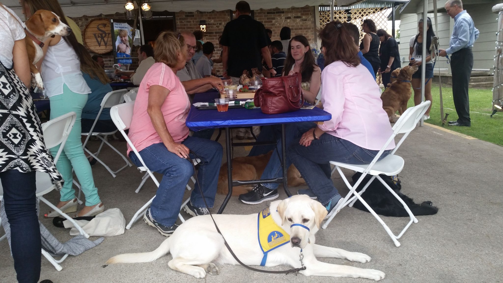 Hanging out with dogs in Grapevine DFW Pet Sitting
