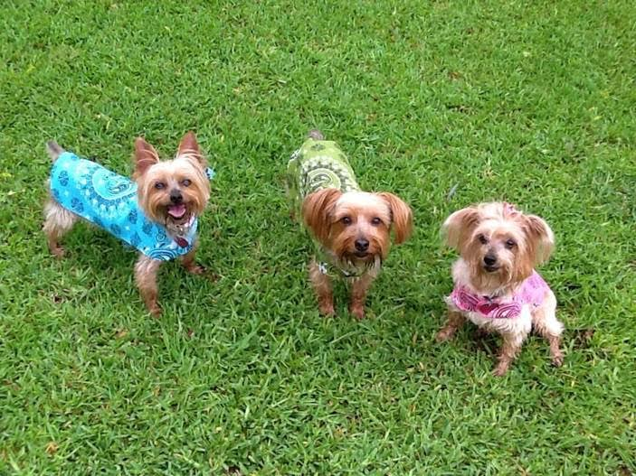 Pet Sitting Services Clients Contest DFW Pet Sitting