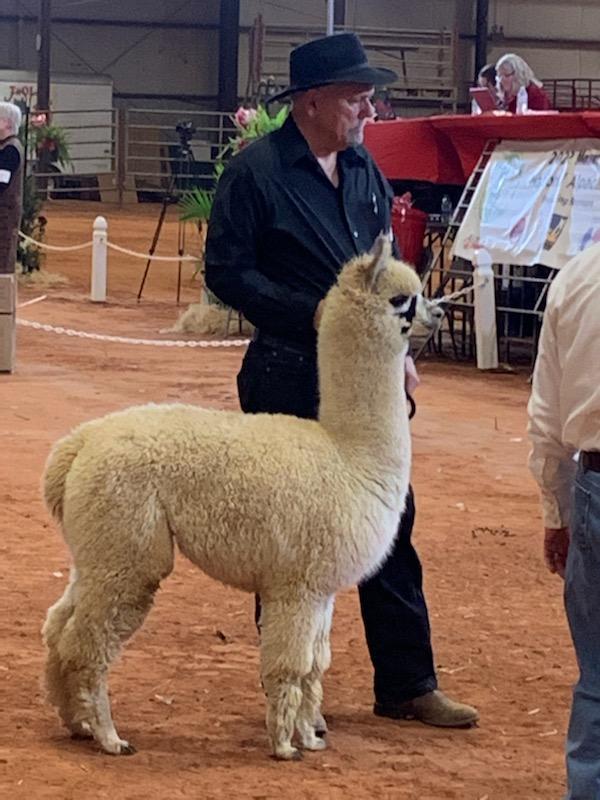 Pet Sitting in Keller Dogs, Cats... Alpacas? Sure!! DFW Pet Sitting