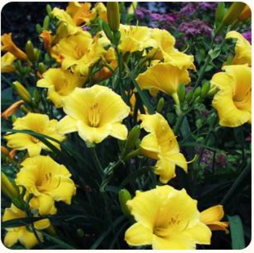 DGM News The Ultimate Guide to Stella de Oro Daylily Tennessee's