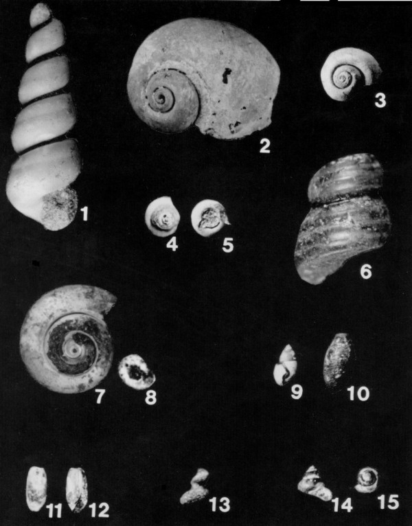 Clams, Snails, and Squid Phylum Mollusca, Class Gastropoda The