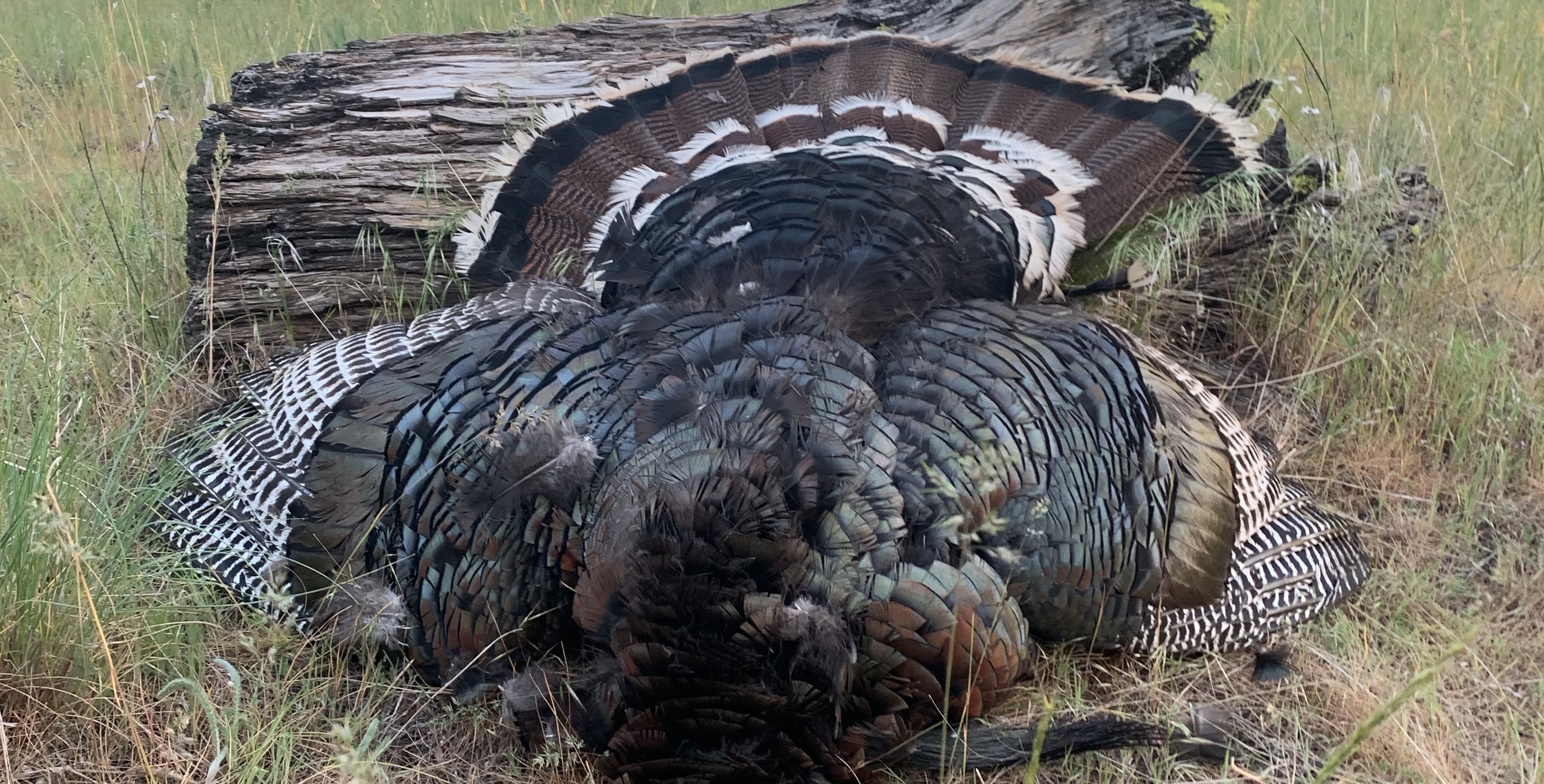 Tough Washington turkeys Tim HarrisTim Harris