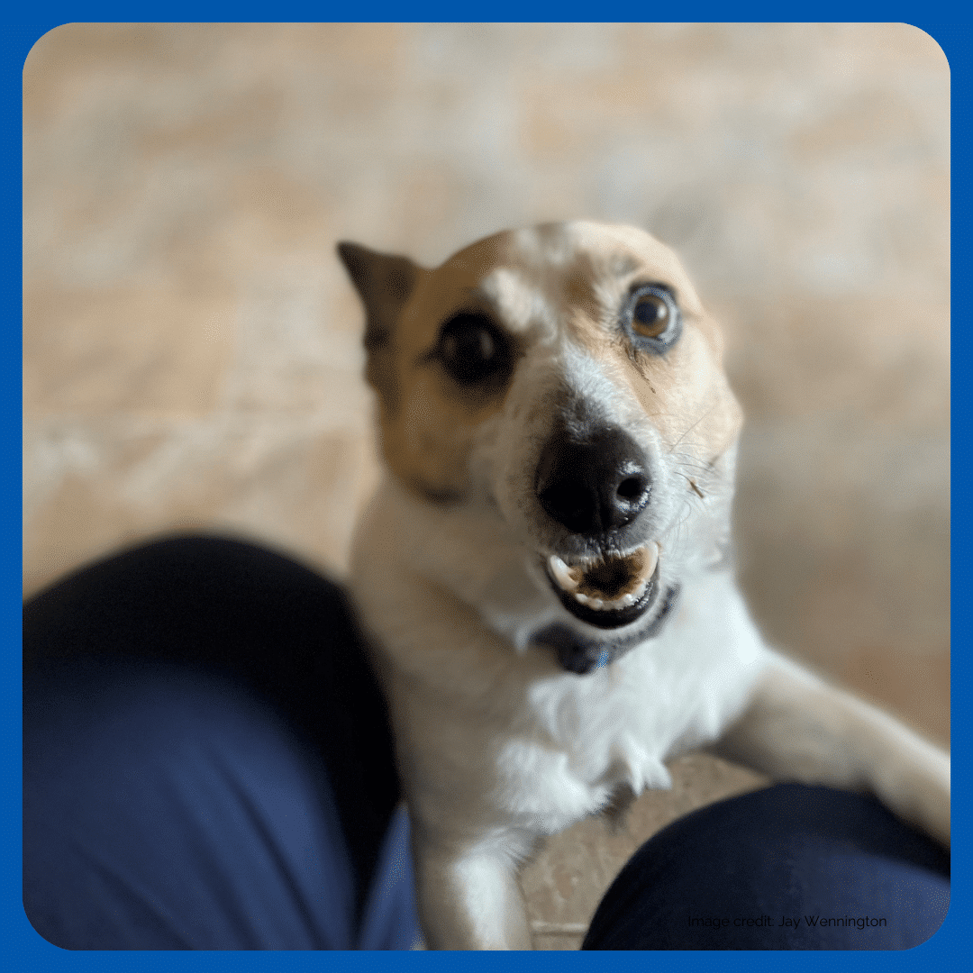 The Old Dogs' Home Dogs' Homes of Tasmania