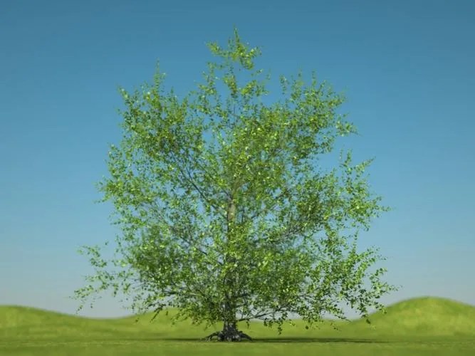 The Beauty and Benefits of Alder Trees