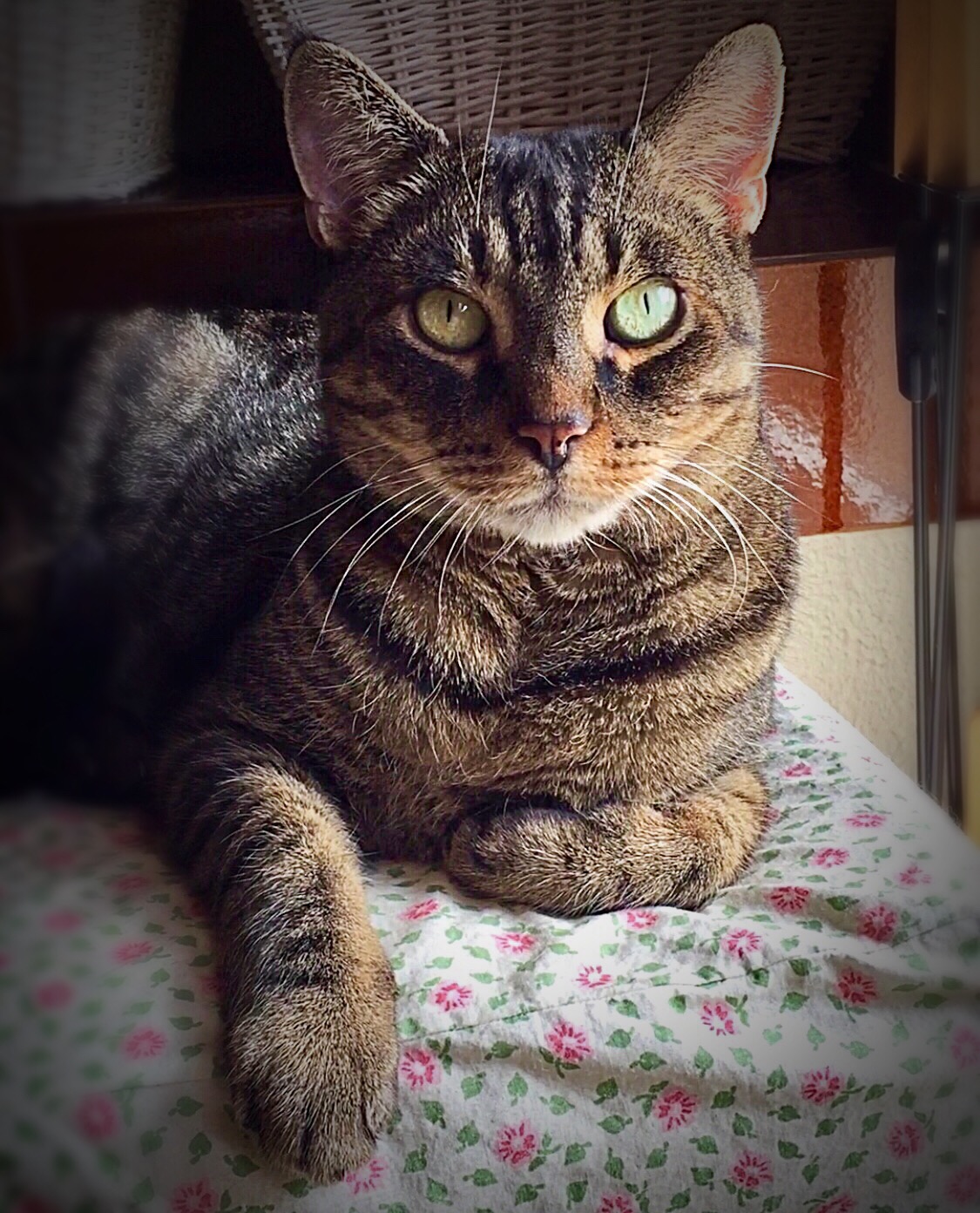 Diabetes Katzen Hilfe bei der Einstellung von Katzen mit