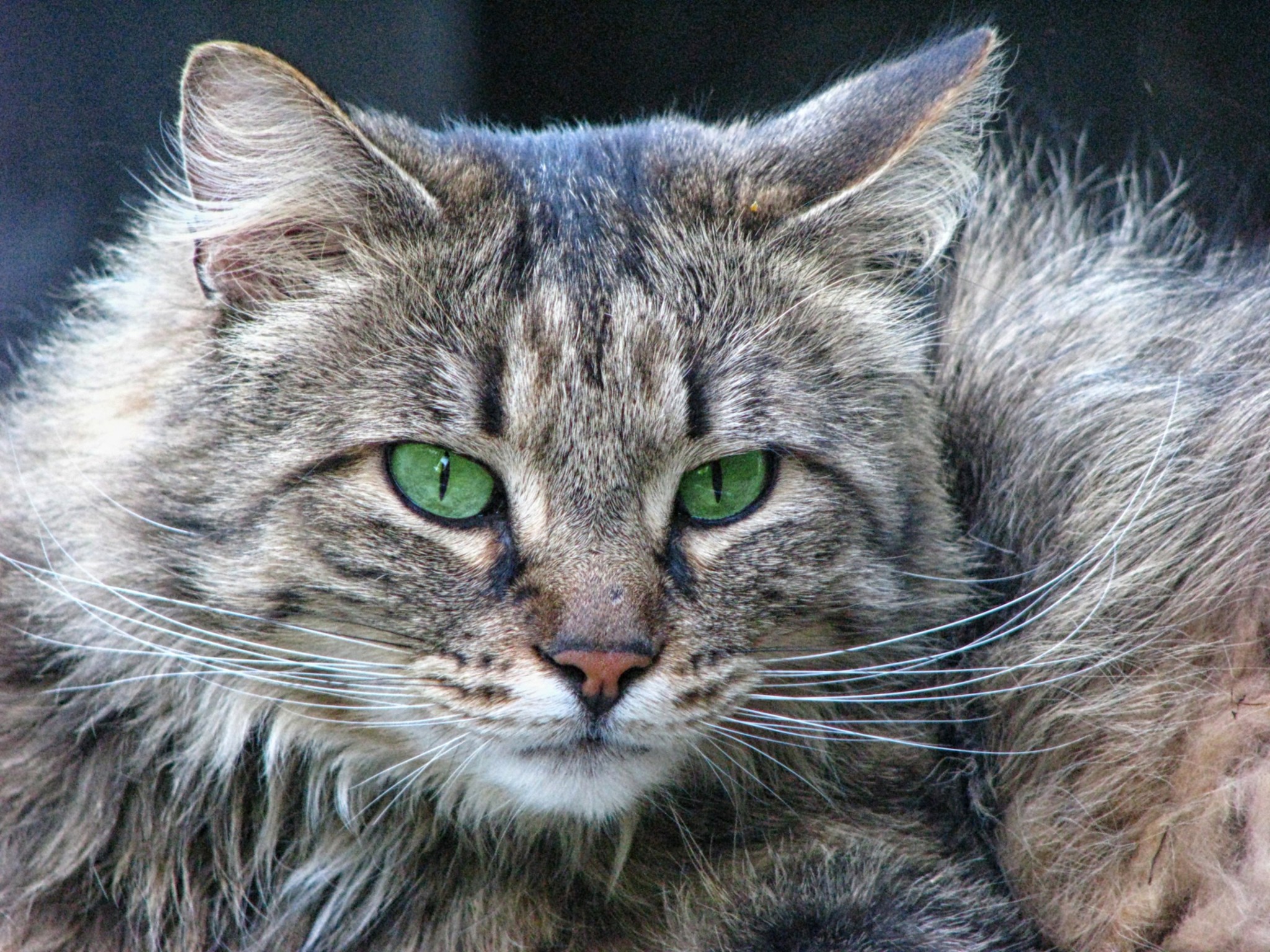 Feline Diabetes Treatment