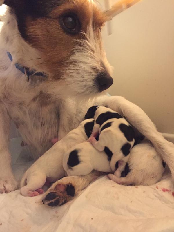 RESEVATIONS FOR THIS LITTER CLOSED