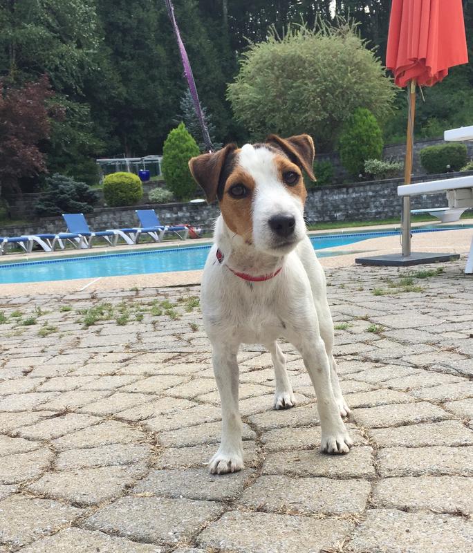 SIRE Dig It Rocco SIRE Huckle Hill Harper