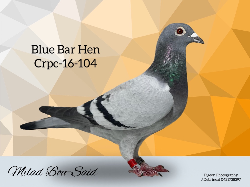 Lot 13 CANB 16 104 BB Hen Heremans Ceusters bred by Ponderosa Australia